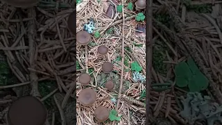 Penízovka smrková / Strobirulus esculentus  #edible #houby #houbaření #hubarcenie #mushroomhunting