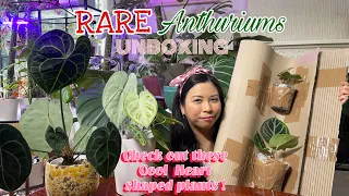 Rare Anthuriums Unboxing | Anthurium hoffmannii x dressleri | A. Crystal Hope | Heart Shaped Plants