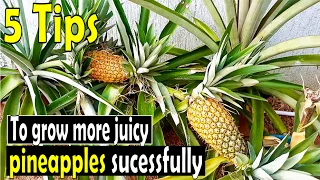 5 Secrets to grow more big and juicy Pineapples  from the Top/Crown