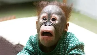 The Funniest Monkey Videos That Will Make You Laugh Hard