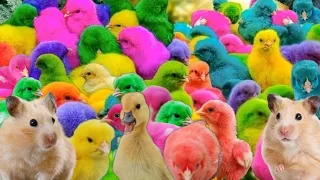 Amazing Transport millions of cute chickens, colorful chickens, cute ducks, rabbits, hamsters, ll1