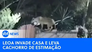 Família descobre que cão foi levado e morto por leoa | #SBTNewsnaTV (01/06/24)