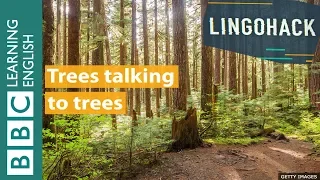 Trees talking to trees: Lingohack