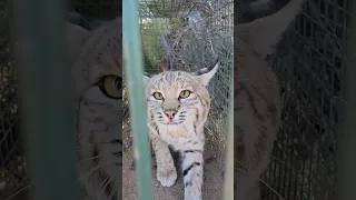 The Biggest Bobcat I've ever Caught!