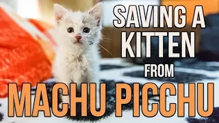 Saving Munay, the Machu Picchu kitten