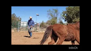 halter breaking Abigail at holy ghost ranch