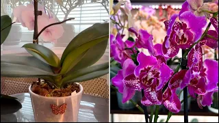 Пересадка Орхидеи !  Все подробно ,чистим корни и определяем в посадку для быстрого роста