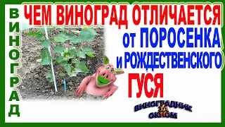 🍇 Почему виноград, это не поросенок и не рождественский гусь? Удобрение и подкормки винограда.