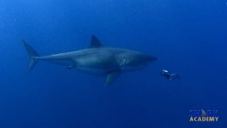 Megalodon Sharks | SHARK ACADEMY