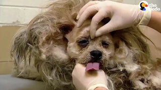 Dog Transformation: 2 Shih Tzus Get Haircuts & Baths | The Dodo