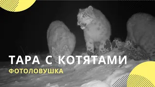 «Основы выживания»: самка снежного барса учит котят «читать» следы козерогов