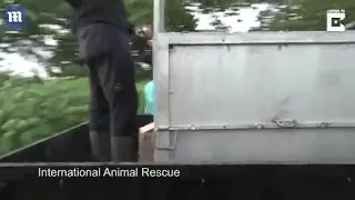 Rescuers save homeless endangered orangutan in Indonesia