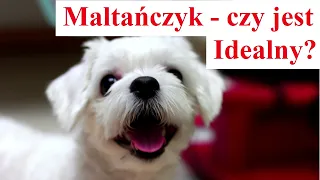 Dlaczego MALTAŃCZYK to Pies IDEALNY