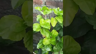 hibiscus plant के airlayering को transplant कैसे करें #gardening #floweringplant #youtubeshorts