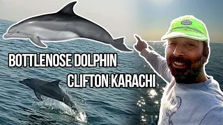 Meet My Friends Dolphin In Pakistan