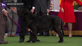 Neapolitan Mastiffs | Breed Judging 2020