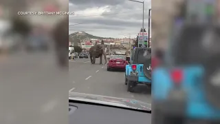 Elephant gets on the loose in Butte