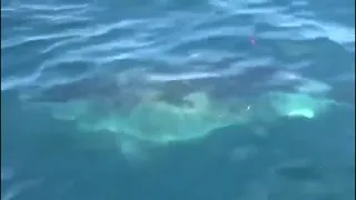 4 Sharks Seen Close to Miami Beach Shoreline