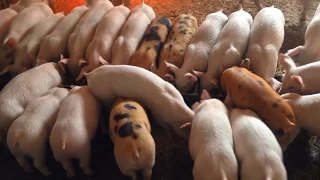 Выращивание свиней в домашних условиях / Как заработать на месячных поросятах
