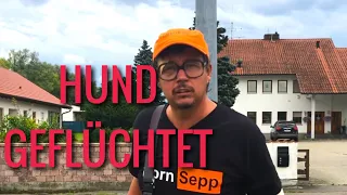 Sepp BUMSINGER - der geile Hund ist wieder geflüchtet trotz Zaun. Sepp ist kurz vorm durchdrehen