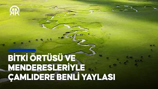 Bitki örtüsü ve menderesleriyle Çamlıdere Benli Yaylası