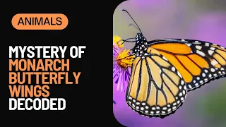 Decoding the Beauty of Monarch Butterflies: Understanding the Meaning Behind Their Spots