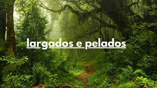 largados e pelados episódio 5 [florida]