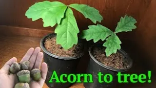 How to grow a White Oak tree from acorn/seed