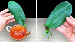 This Magic Water Revives 1 Orchid Leaf Instantly Very Easily