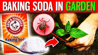 10 Benefits Of Putting 1 Spoonful Of Baking Soda In Your Garden