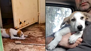 Бездомный щенок по имени Энджи. Собака ела сухой хлеб и пряталась от людей в закрытом туалете.