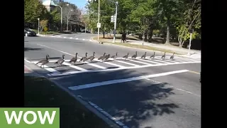 Smart geese know how to cross the street