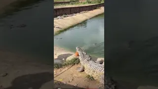Crocodile attack chicken for dine in #shortvideo