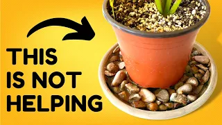 Busting 10 Houseplant Myths in 10 Minutes