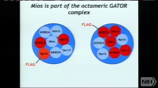 Regulation of growth by the mTOR pathway