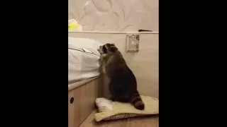 Fat Raccoon Tries to Climb into Bed