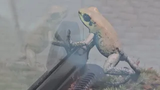 Moments when frog is cute