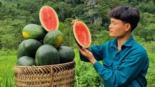 Harvest watermelon, Go to market to sell, Forest life