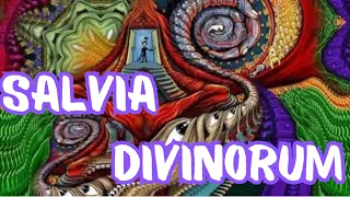 SALVIA DIVINORUM - Trips et Microdoses - Mes Expériences