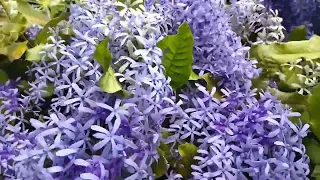 The unique Petrea ! Уникалната Петрея!