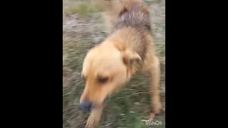 Крымская милота!!!!🤔🐕