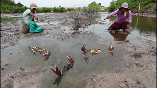 Unique Fishing - Catching Many Huge Mud Crabs at Swamp after Water Low Tide