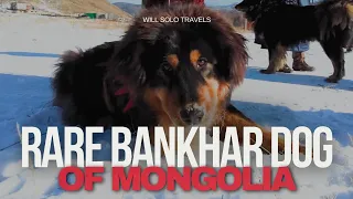 See the rare bankhar Dog at annual winter event Ulaanbattor,Mongolia.#mongolia