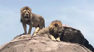 Wildlife and People on the Serengeti in Tanzania