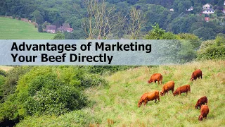 Advantages of Marketing your Beef Directly