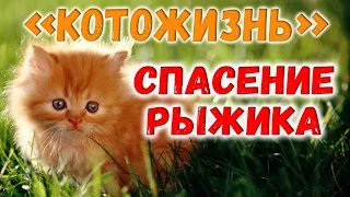 НАХОДКА И СПАСЕНИЕ КОТЕНКА-РЫЖИКА! 😻 КОТОЖИЗНЬ! - СМОТРИТЕ ПРОДОЛЖЕНИЕ ПО ССЫЛКЕ В ОПИСАНИИ!