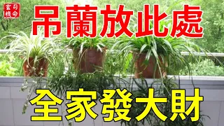 吊蘭放此處，全家發大財，數錢數到手抽筋！#玄機司命