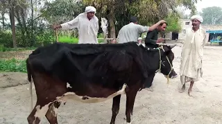 cow breading || big powerful bull || animals meeting business