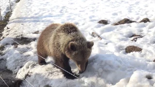 Медвежонок Мансур скучает по пилоту Андрею Иванову.