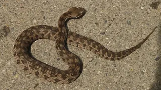 venomous Snake - Macrovipera Lebetina - გიურზა